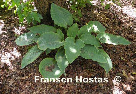 Hosta sieboldiana 'Mira'